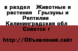  в раздел : Животные и растения » Грызуны и Рептилии . Калининградская обл.,Советск г.